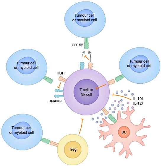 TIGIT Targeted Immunotherapies Offer New Hope for Cancer Treatment