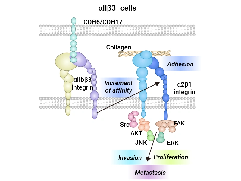 Advancements in CDH6-Targeted Drug Research for Cancer Treatment
