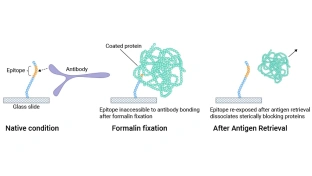 Antigen Retrieval: Uncovering Antigen Masking to Improve Immunohistochemistry Results