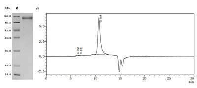 CSB-MP005055RA1 Purity Verified