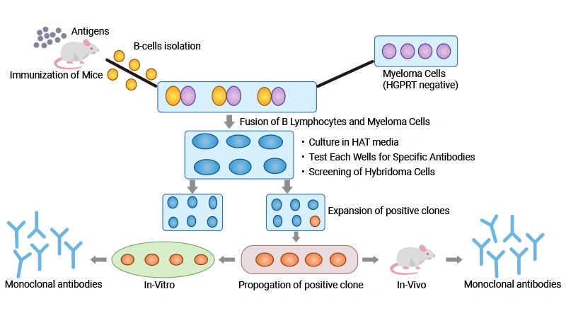 Diagram showing the production of monoclonal antibodies