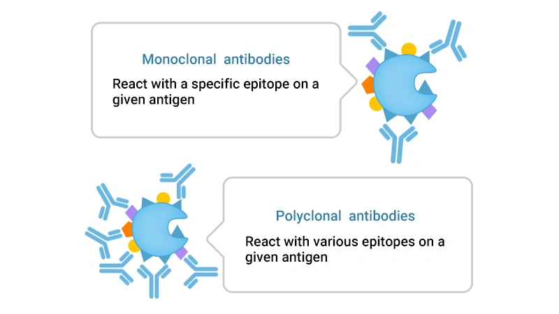 The main difference between monoclonal antibody and polyclonal antibody
