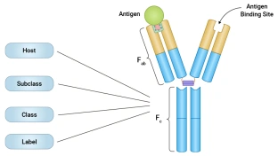 How to Choose An Appropriate Isotype Control Antibody?