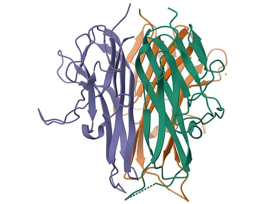 Schematic diagram of TNFSF15 protein structure