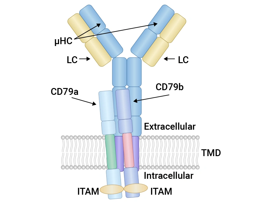 CD79A and CD79B: Key Targets in B Cell Signaling Pathways and Therapeutic Potential