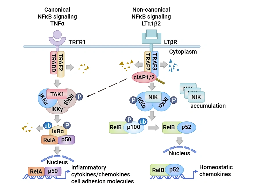 The LTβR Signaling Pathway in Lymphatic Endothelial Cell (LEC).