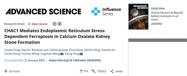 CHAC1 Mediates Endoplasmic Reticulum Stress‐Dependent Ferroptosis in Calcium Oxalate Kidney Stone Formation