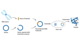 How to Choose the Right Recombinant Protein for Your Experimental Model?