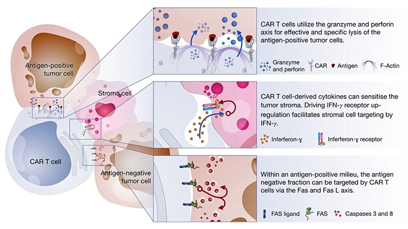 CAR-T cells-mediated tumor killing mechanisms