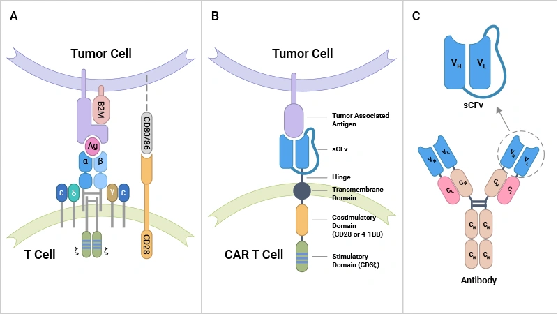 The differences in tumor antigen recognition between conventional TCRs and synthetic CARs