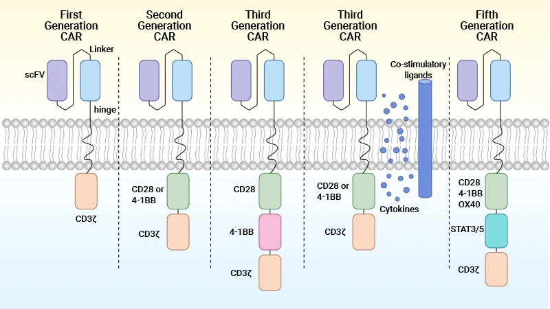 The structure and generation of the CAR-T cells