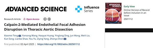 Calpain‐2‐Mediated Endothelial Focal Adhesion Disruption in Thoracic Aortic Dissection