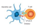 How Do CTLA-4 Inhibitors Work? A Complete Guide for Early-Career Researchers