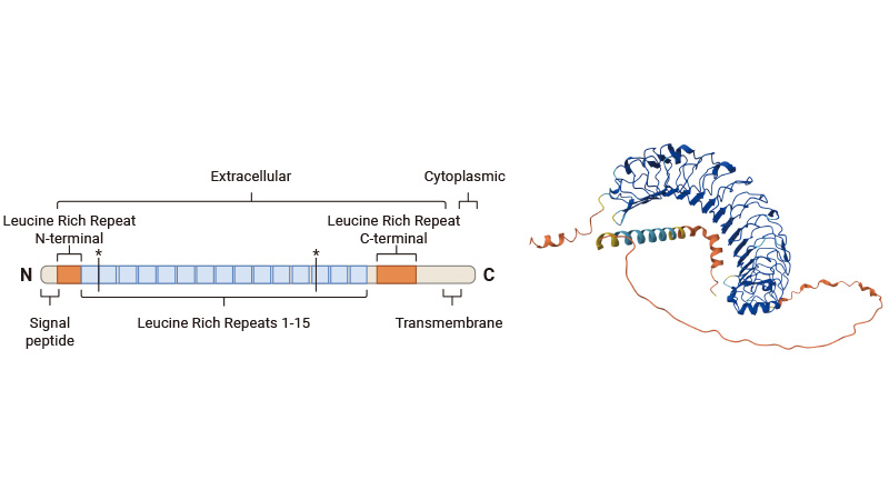 Targeting LRRC15: From tumor microenvironment regulation to fibrotic/infectious disease therapy