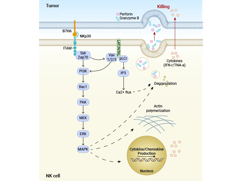 B7-H6: A Key Ligand of NK Cell Immune Checkpoints Reshaping the Landscape of Tumor Immunotherapy