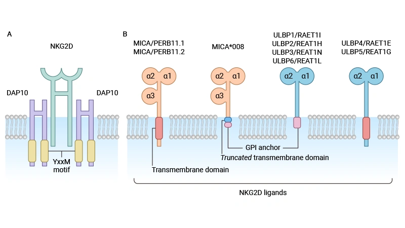 MICB: a key molecule that bridges cellular stress and immune responses
