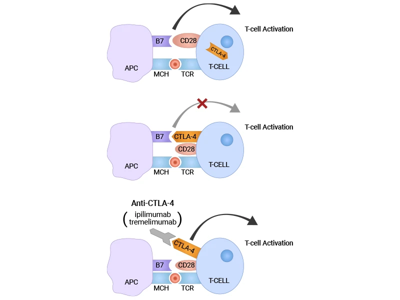 Blocking CTLA-4 with anti-CTLA-4 antibodies (CTLA-4 inhibitors)