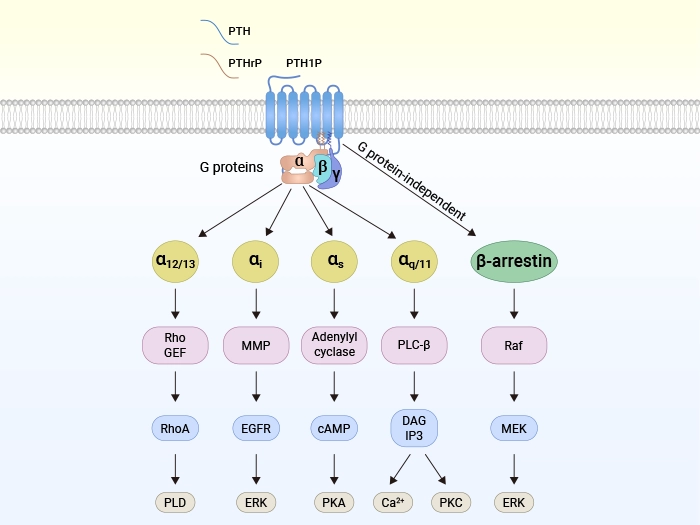 Schematic of ligand binding to PTH1R and downstream signaling pathways