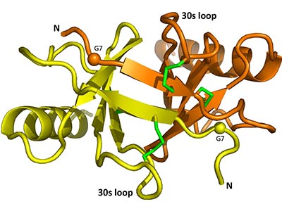 Schematic diagram of CCL17 dimer from the structure 1NR4