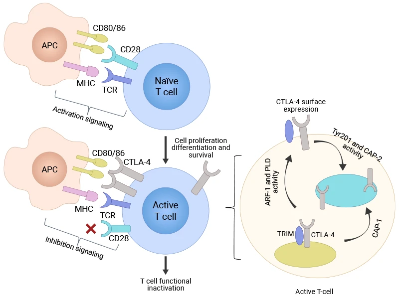 T-cell activation and CTLA-4 surface expression