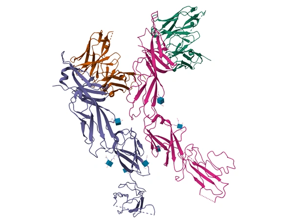 LAG3: The Next Frontier in Tumor Immunotherapy