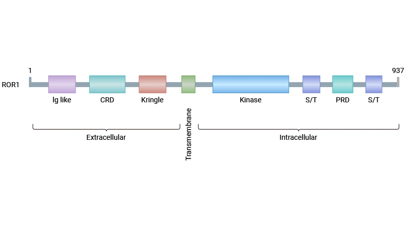 Targeting the "Hidden Target" ROR1: A Breakthrough for Broad-Spectrum Cancer Therapy?