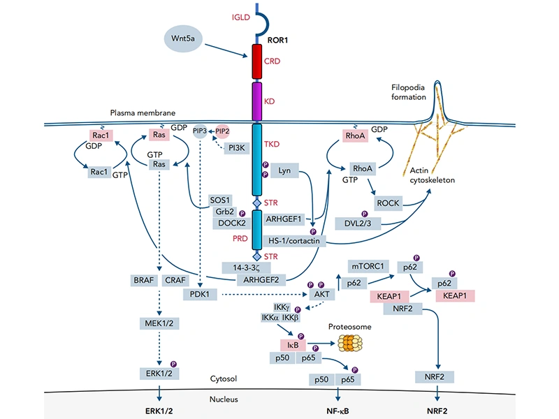 ROR1 signaling