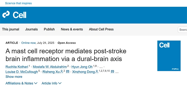 A mast cell receptor mediates post-stroke brain inflammation via a dural-brain axis