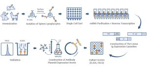 Case Study Single B Cell Antibody Discovery Targeting TROP2