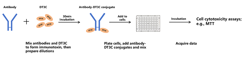 General workflow of assessing antibody internalization with DT3C