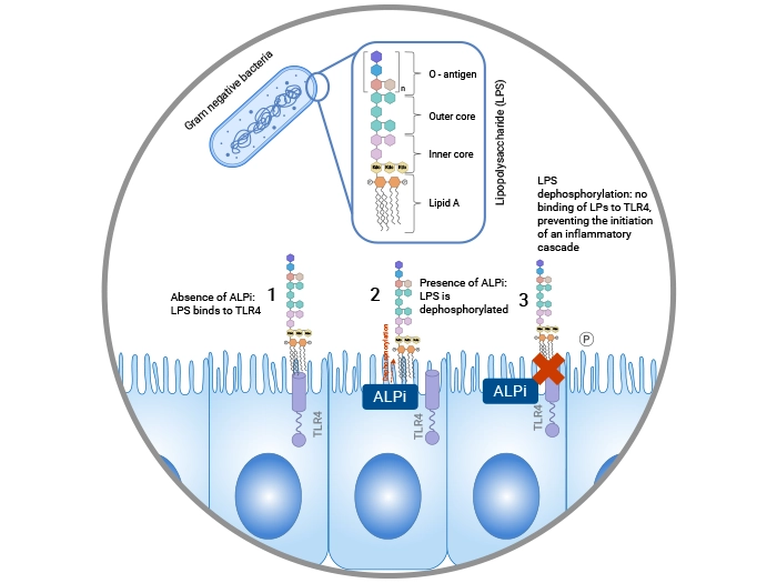 Detoxification of LPS by ALPi