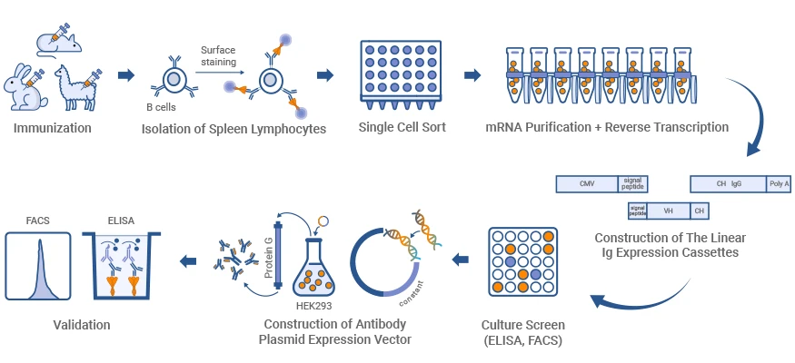 Diagram of Single B cell sorting and antibody generation