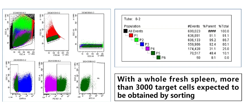 FACS-based B cell sorting