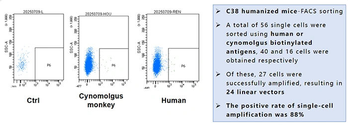 Single B Cell Screening-FACS