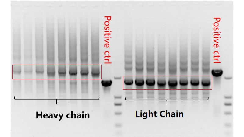 VH and VL genes SDS-PAGE diagram