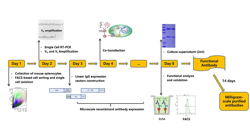 Workflow of TROP2 monoclonal antibody production via single B cell antibody technology