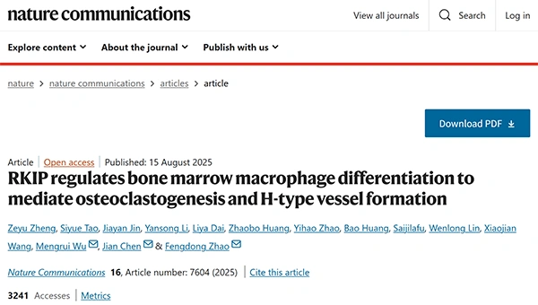 RKIP regulates bone marrow macrophage differentiation to mediate osteoclastogenesis and H-type vessel formation