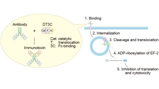 Streamlining Antibody Internalization Assessment with DT3C: Accelerating ADC Candidate Selection