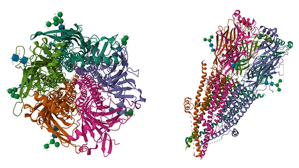 Nicotinic Acetylcholine Receptor α1 Subunit (CHRNA1): Structure, Functional Mechanisms, and Disease-Related Research Progress