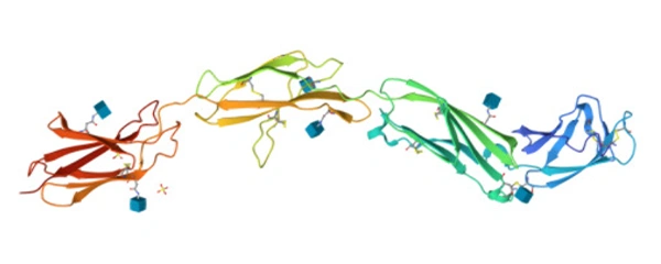 Structure of CD45