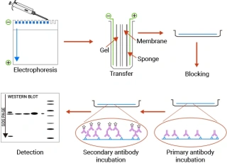  Western Blotting: Principles, Step-by-Step Workflow, and Troubleshooting Guide