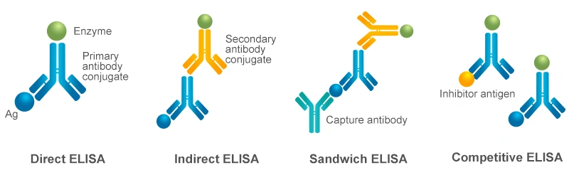 Four types of ELISA