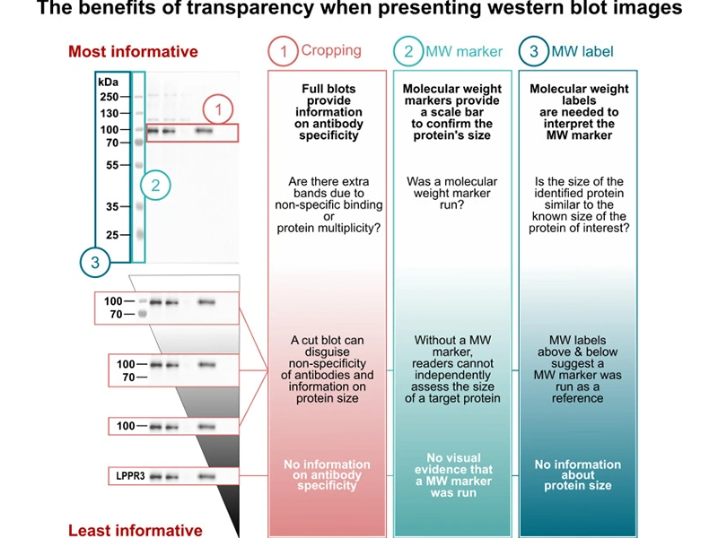 The benefits of transparency when presenting Western blot images