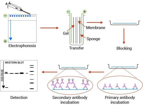 The brief workflow of WB