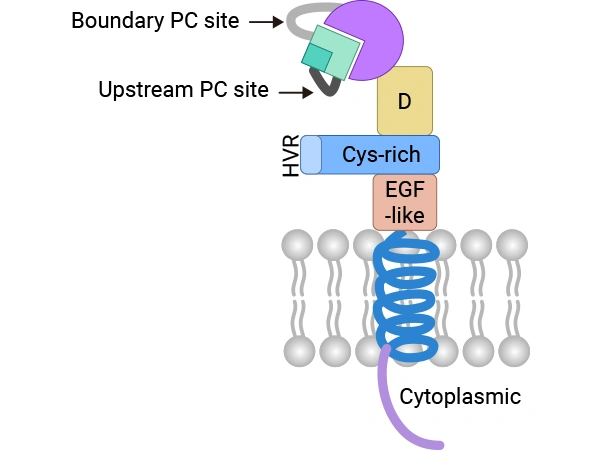 The Multifaceted World of ADAM9: Beyond Proteolytic Function