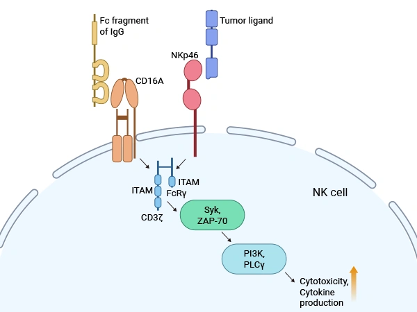 FCGR3A: A Key Receptor for Immune Regulation