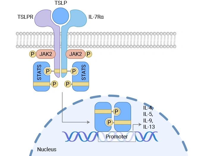 Mechanism of thymic stromal lymphopoietin (TSLP)-induced signal transduction