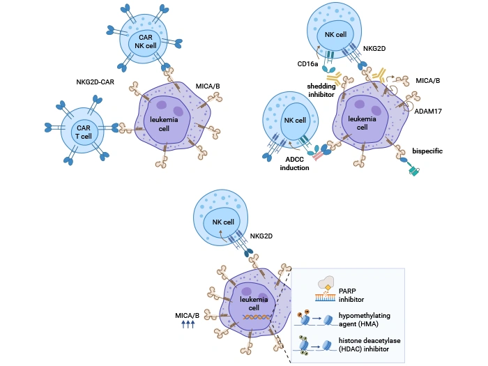 Modalities of NKG2DL-based immunotherapy in AML. 
