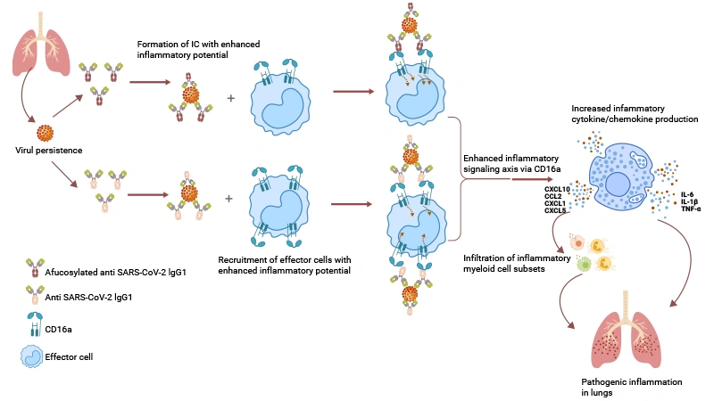 Model for immunopathology of severe COVID‐19 mediated by enhanced CD16a:IgG signaling axis. 