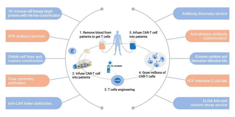Cell Therapy Solutions